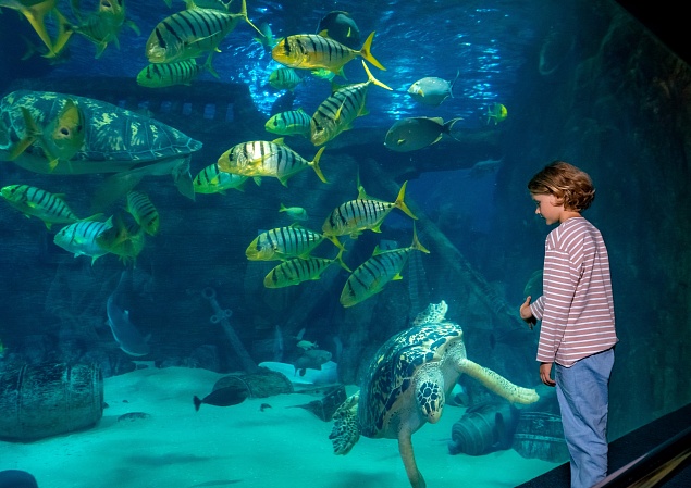 ШОУ "КОРМЛЕНИЕ"